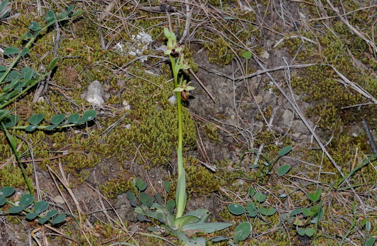 Orchidee del Chianti - Ophrys sphegodes e altre...